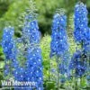 Delphinium 'Summer Skies' (Pacific Hybrid) -GardenJoy Sales Store DELP v65292 B