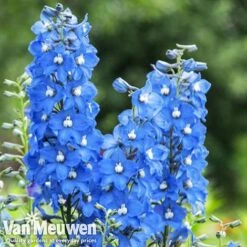 Delphinium 'Summer Skies' (Pacific Hybrid) -GardenJoy Sales Store DELP v65292 C