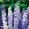 Delphinium Mixed 2 Delphinium Mixed -GardenJoy Sales Store DELP MIXED