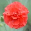 Dianthus 'Diane' -GardenJoy Sales Store DIAN V59185 A h