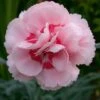 Dianthus 'Doris' -GardenJoy Sales Store DIAN V59187 A h