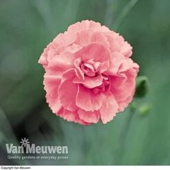 Dianthus 'Cottage Garden Collection' -GardenJoy Sales Store DIAN V82918 C
