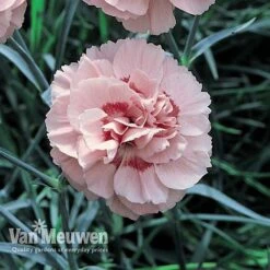Dianthus 'Cottage Garden Collection' -GardenJoy Sales Store DIAN V82918 D