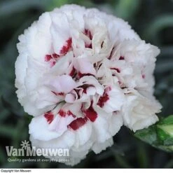 Dianthus 'Cottage Garden Collection' -GardenJoy Sales Store DIAN V82918 E