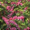 Dicentra Spectablis (Large Plant) -GardenJoy Sales Store DICE V58779 A h