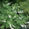 Dicentra Spectablis 'Alba' -GardenJoy Sales Store DICE V63443 A h