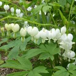 Dicentra Spectablis 'Alba' -GardenJoy Sales Store DICE V63443 B h