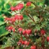 Dicentra Spectablis 'Valentine' 1 Dicentra Spectablis 'Valentine' -GardenJoy Sales Store DICE V63444 A h