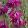 Dierama 'Blackberry Bells' -GardenJoy Sales Store DIER V57612 A h