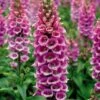 Foxglove 'Camelot Rose' -GardenJoy Sales Store DIGI V59130 A h