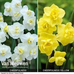 Daffodil 'Cheerfulness Duo' -GardenJoy Sales Store Daffodil Cheerfulness Duo