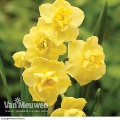 Daffodil 'Cheerfulness Duo' -GardenJoy Sales Store Daffodil Cheerfulness Yellow