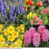 Easter Flower Bulbs -GardenJoy Sales Store EAST VKA3927 A