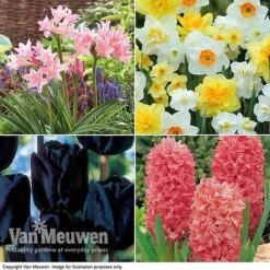 Easter Flower Bulbs -GardenJoy Sales Store EAST VKA3927 B