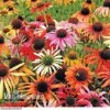 Echinacea Purpurea 'Primadonna Mixed' 1 Echinacea Purpurea 'Primadonna Mixed' -GardenJoy Sales Store ECHI V46740 A