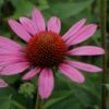 Echinacea Purpurea 'Little Magnus' -GardenJoy Sales Store ECHI V59590 A h