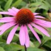 Echinacea Purpurea 'Rubinstern' -GardenJoy Sales Store ECHI V59592 A h