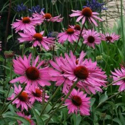 Echinacea Purpurea 'Rubinstern' -GardenJoy Sales Store ECHI V59592 B h