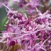 Epimedium 'Lilafee' -GardenJoy Sales Store EPIM VKA6653 A1