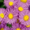 Erigeron Seciosus 'Pink Jewel' -GardenJoy Sales Store ERIG V65344 A h