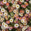 Erigeron 'Stallone' -GardenJoy Sales Store ERIG V75665 A