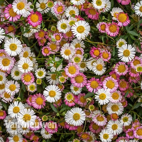 Erigeron 'Stallone' 3 Erigeron 'Stallone'