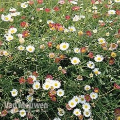 Erigeron 'Stallone' 8 Erigeron 'Stallone' -GardenJoy Sales Store ERIG V75665 B