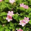 Erodium X Variabile 'Roseum' -GardenJoy Sales Store EROD V65352 A h