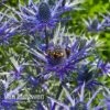 Eryngium 'Blue Steel' -GardenJoy Sales Store ERYN 42770V A