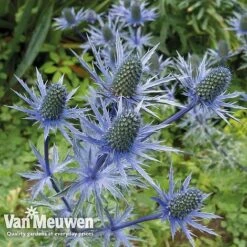 Eryngium 'Blue Steel' -GardenJoy Sales Store ERYN 42770V B