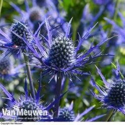 Eryngium 'Blue Steel' -GardenJoy Sales Store ERYN 42770V E