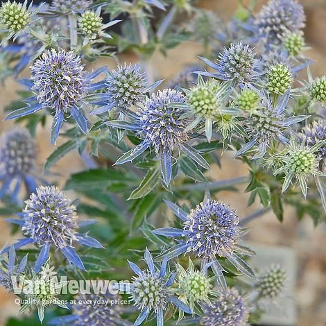 Eryngium Planum 'Blue Hobbit' 5 Eryngium Planum 'Blue Hobbit' - Image 3
