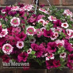 Eton Mess -GardenJoy Sales Store ETON V48876 C1