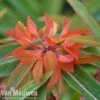Euphorbia Griffithii 'Fireglow' 1 Euphorbia Griffithii 'Fireglow' -GardenJoy Sales Store EUPH V48059 A