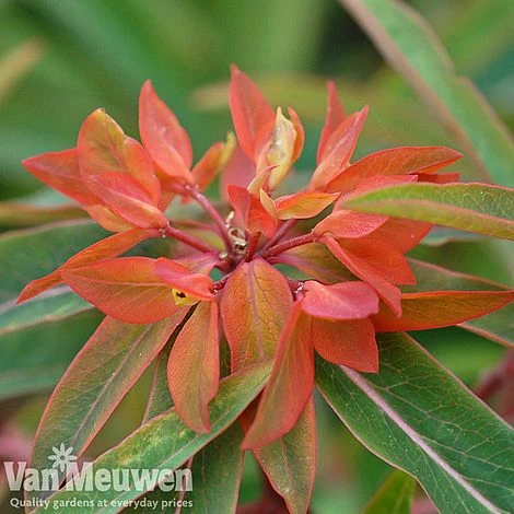 Euphorbia Griffithii 'Fireglow' 3 Euphorbia Griffithii 'Fireglow'