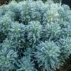 Euphorbia Characias 'Glacier Blue' -GardenJoy Sales Store EUPH V58963 A h