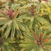 Euphorbia X Martini 'Ascot Rainbow' -GardenJoy Sales Store EUPH V63445 A h