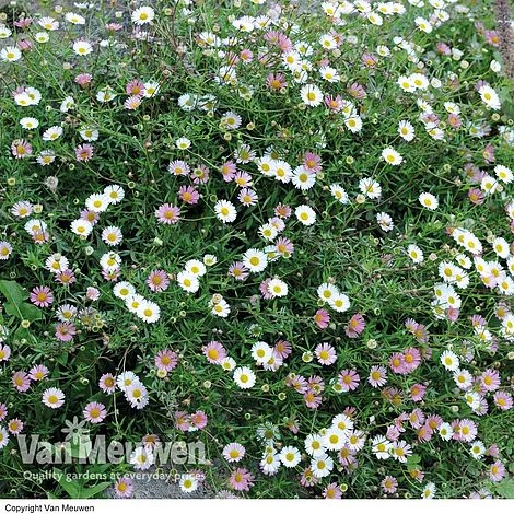 Erigeron 'Stallone' 4 Erigeron 'Stallone' - Image 2