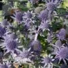 Eryngium Planum 'Blue Hobbit' -GardenJoy Sales Store Eryngium Blue Hobbit