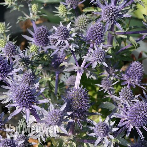 Eryngium Planum 'Blue Hobbit' 3 Eryngium Planum 'Blue Hobbit'