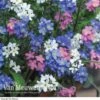 Forget-Me-Not 'Sylva Mixed' (Garden Ready) -GardenJoy Sales Store FORG VKA7245 A