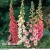 Foxglove 'Excelsior Hybrid Mixed' -GardenJoy Sales Store FOXG V11592 B
