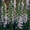 Foxglove 'Camelot Lavender' -GardenJoy Sales Store FOXG V59128 A h