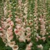 Foxglove 'Dalmatian Peach' -GardenJoy Sales Store FOXG V59588 A h