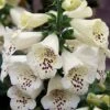 Foxglove 'Camelot Cream' -GardenJoy Sales Store FOXG V65296 A h