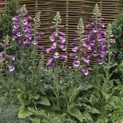 Foxglove 'Dalmation Purple' -GardenJoy Sales Store FOXG V65298 A h