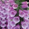 Foxglove 'Dalmation Purple' -GardenJoy Sales Store FOXG V65298 B h
