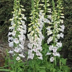 Foxglove 'Dalmation White' -GardenJoy Sales Store FOXG V65300 A h