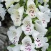 Foxglove 'Dalmation White' 2 Foxglove 'Dalmation White' -GardenJoy Sales Store FOXG V65300 B h