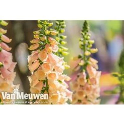 Foxglove 'Apricot' 5 Foxglove 'Apricot' -GardenJoy Sales Store FOXG V65314 A